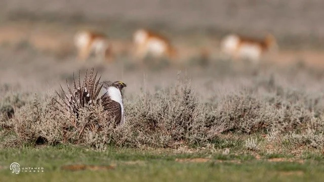 _NT_1468pc Medium.jpeg