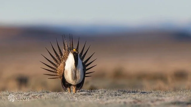 _NT_2822pc (2) Medium.jpeg