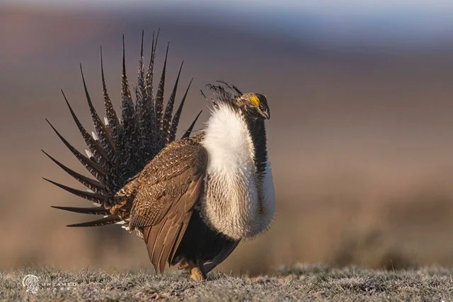 _NT_3833pc Medium.jpeg