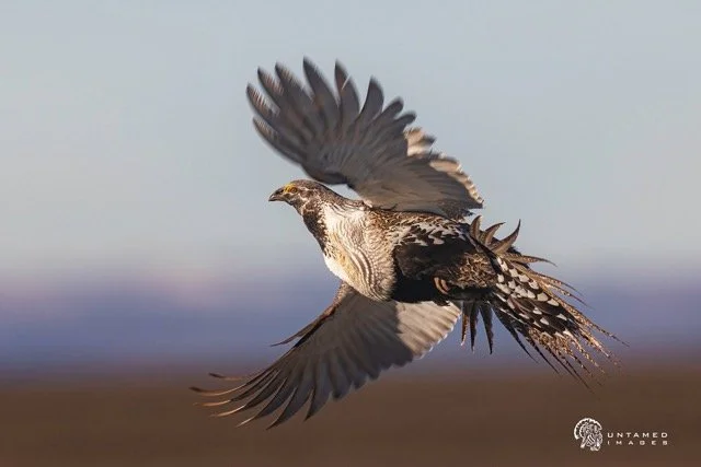 _NT_3951pc (2) Medium.jpeg