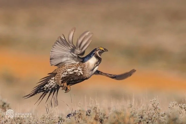 _NT_3981pc (2) Medium.jpeg