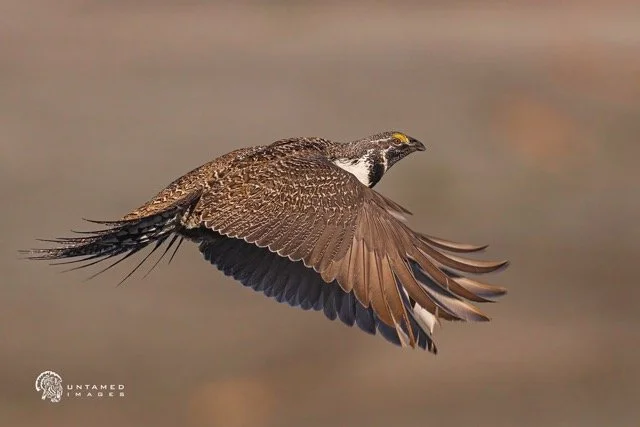 _NT_4000pc Medium.jpeg