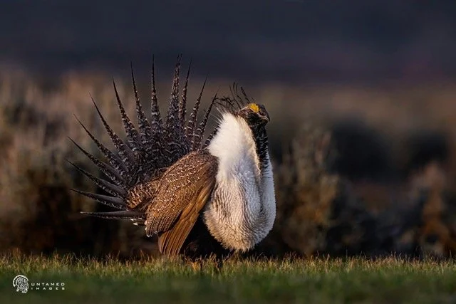 _NT_7476pc Medium.jpeg