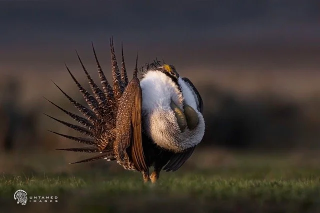 _NT_7536pc Medium.jpeg