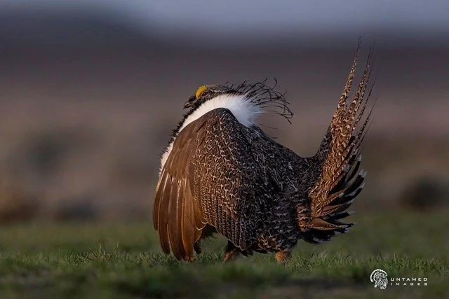 _NT_8053pc Medium.jpeg