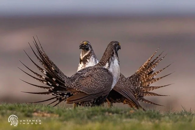 _NT_8123pc Medium.jpeg