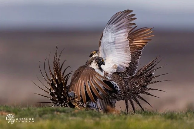 _NT_8124pc Medium.jpeg