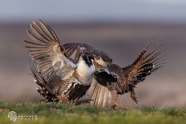 _NT_8125pc Medium.jpeg