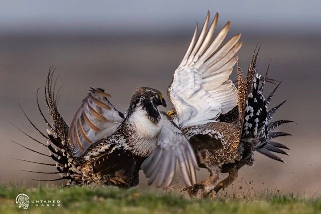 _NT_8126pc Medium.jpeg