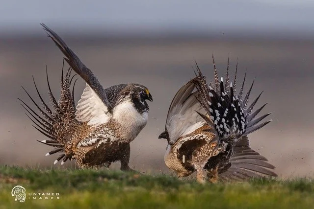 _NT_8127pc (2) Medium.jpeg