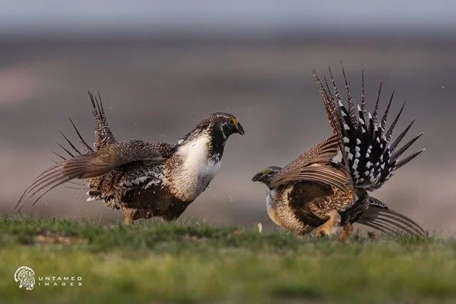 _NT_8129pc Medium.jpeg