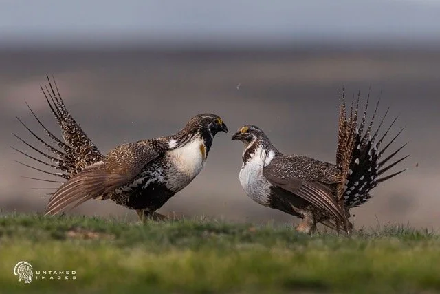 _NT_8132pc Medium.jpeg