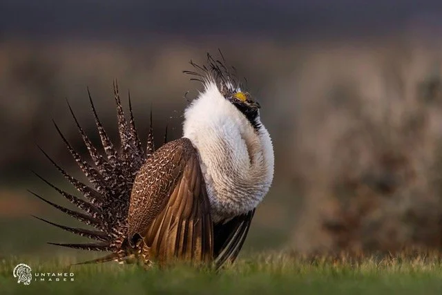 _NT_8233pc Medium.jpeg