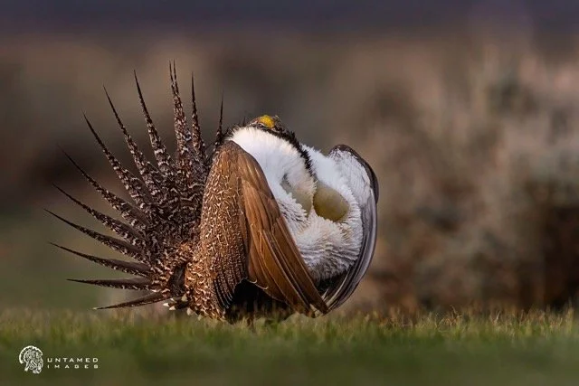 _NT_8254pc Medium.jpeg