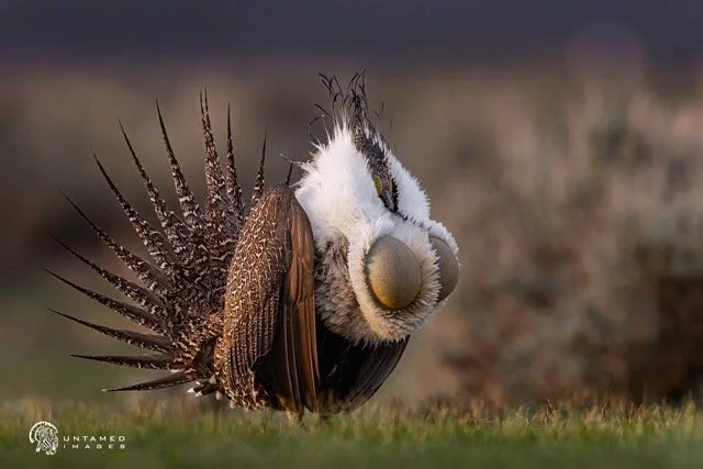 _NT_8256pc Medium.jpeg