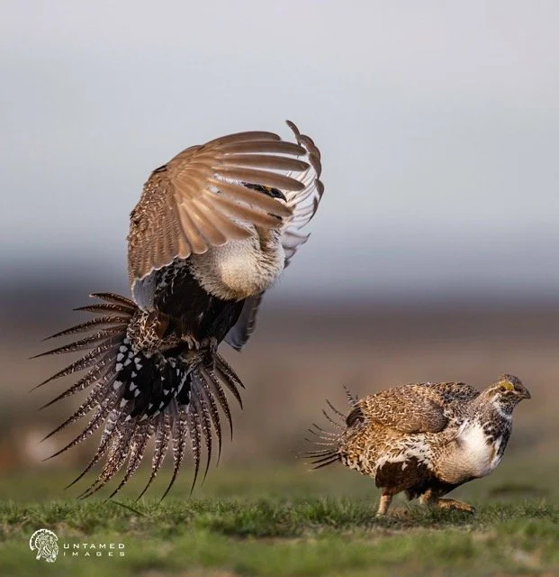 _NT_8267pc Medium.jpeg