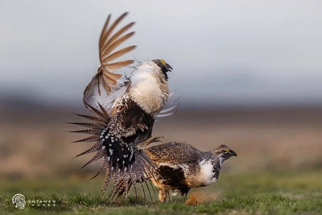 _NT_8269pc Medium.jpeg