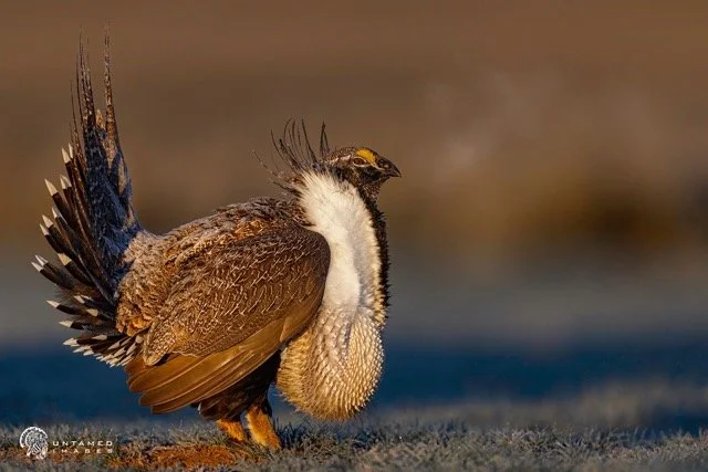 _NT_8411pc Medium.jpeg