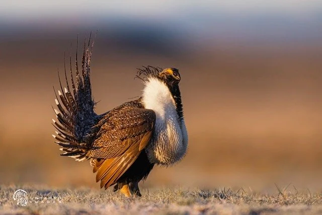 _NT_9402pc Medium.jpeg