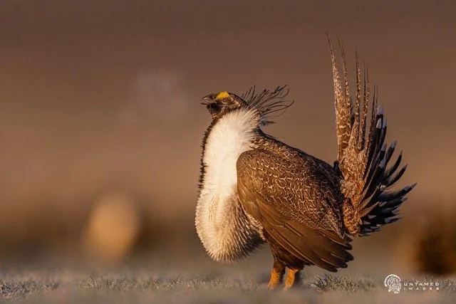 _NT_9920pc Medium.jpeg