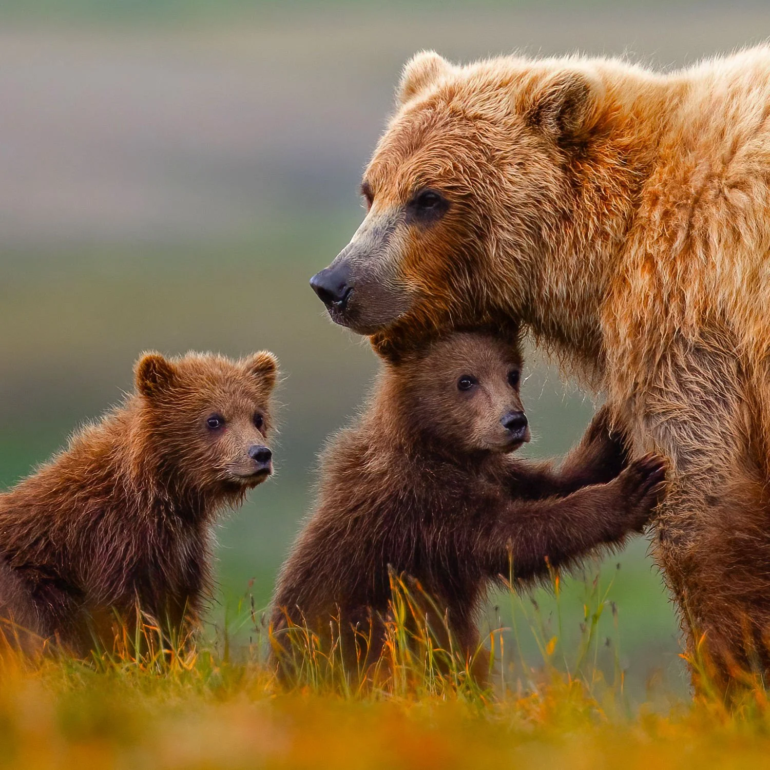 Beyond the Wild