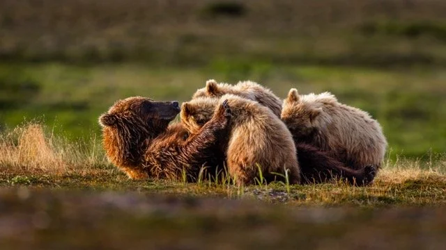 _NT_5597p Medium.jpeg