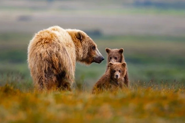 _NT_7234p Medium.jpeg