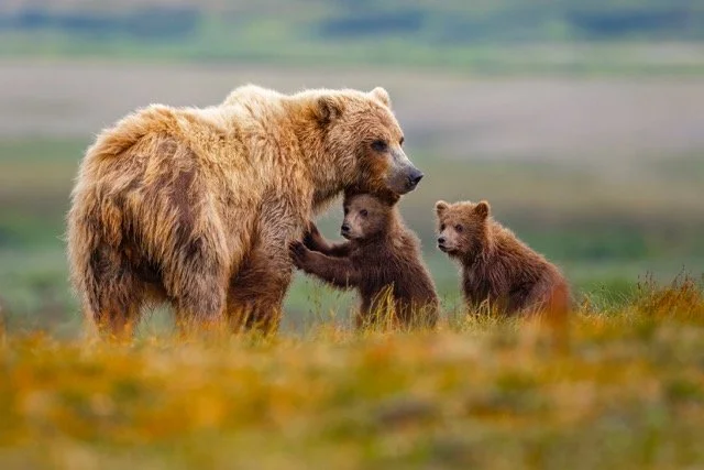 _NT_7302p Medium.jpeg