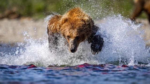 _P1A7025p Medium.jpeg