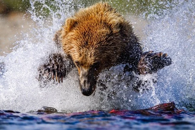 _P1A7026p Medium.jpeg