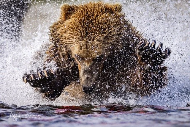 _P1A7668pc Medium.jpeg