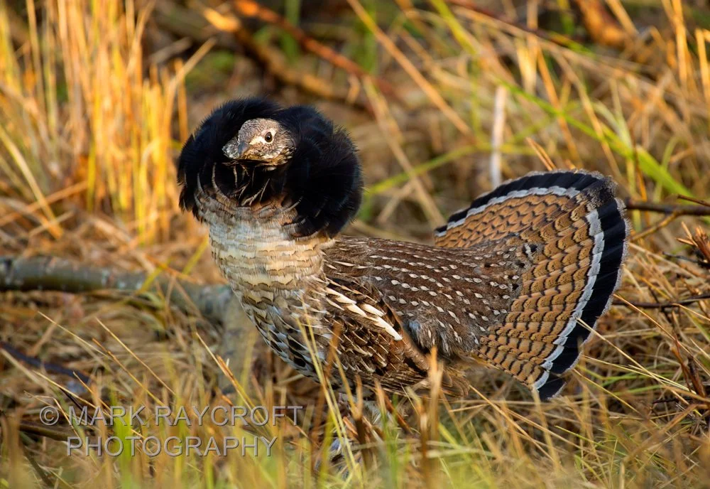1 RG641_Ruffed_Grouse_Mark_Raycroft.JPG