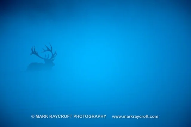 CC7024_ELK_Mark_Raycroft Medium.jpeg