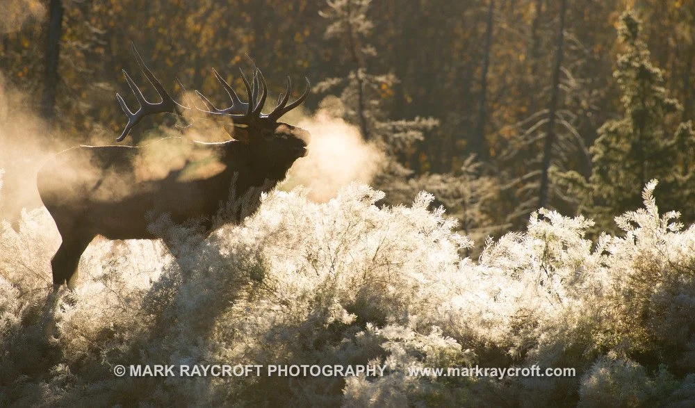 CC7033_ELK_Mark__Raycroft.JPG
