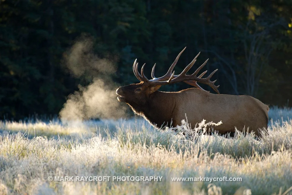 CC7036_ELK_MR.JPG