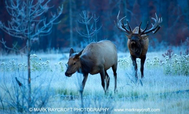CC7056_ELK_Mark_Raycroft Medium.jpeg