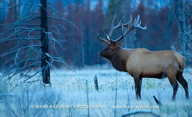 CC7057_ELK_Mark_Raycroft Medium.jpeg