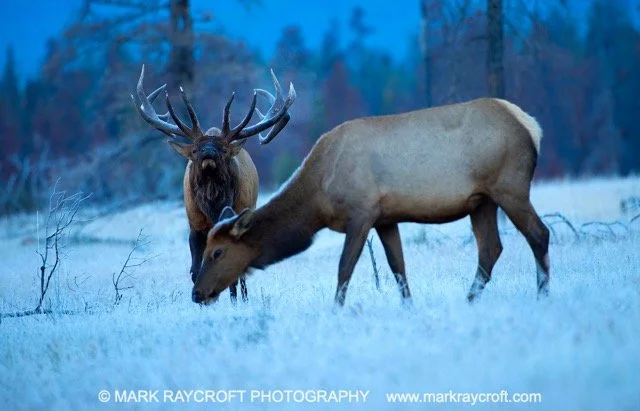 CC7061_ELK_Mark_Raycroft Medium.jpeg