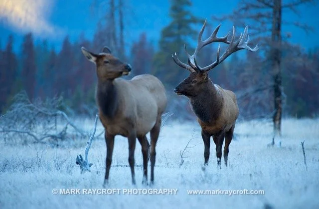 CC7063_ELK_Mark_Raycroft Medium.jpeg