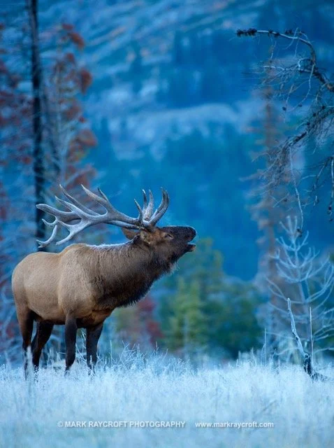 CC7066_ELK_Mark_Raycroft Medium.jpeg
