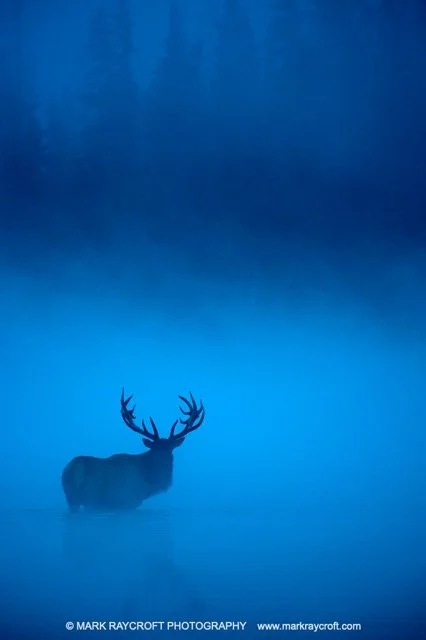 CC7083_ELK_Mark_Raycroft-16x24 Medium.jpeg