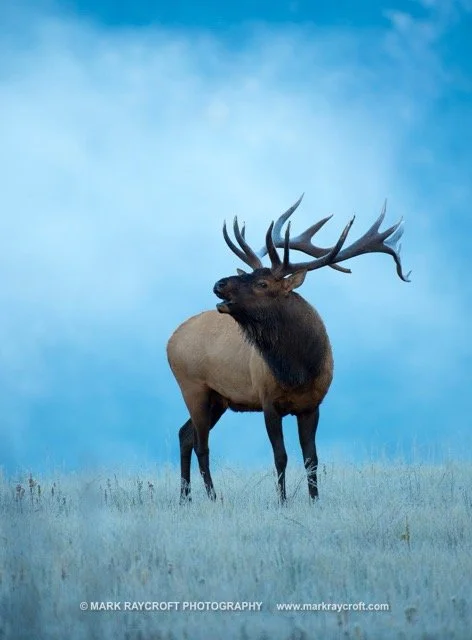 CC7364_ELK_Mark_Raycroft Medium.jpeg
