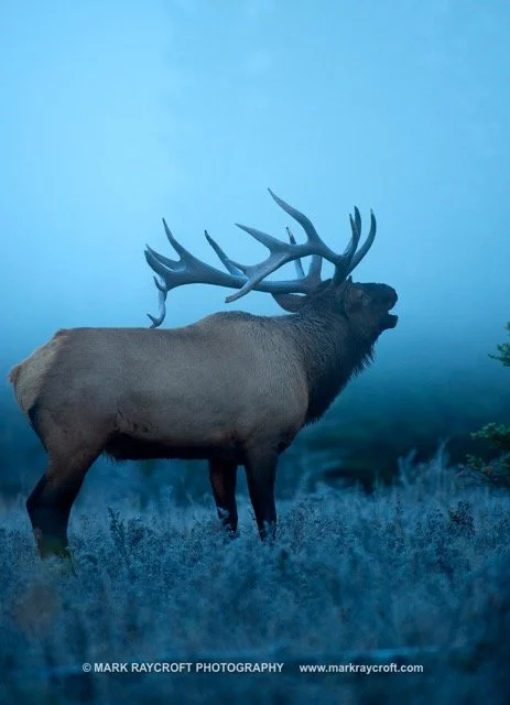 CC7367_ELK_Mark_Raycroft Medium.jpeg