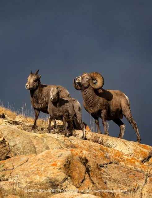 OC2568_Bighorn_Sheep_Mark_Raycroft Medium.jpeg