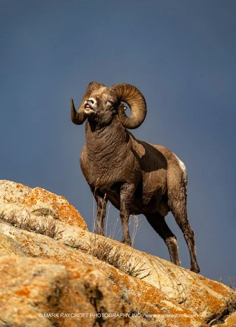 OC2570_Bighorn_Sheep_Mark_Raycroft Medium.jpeg