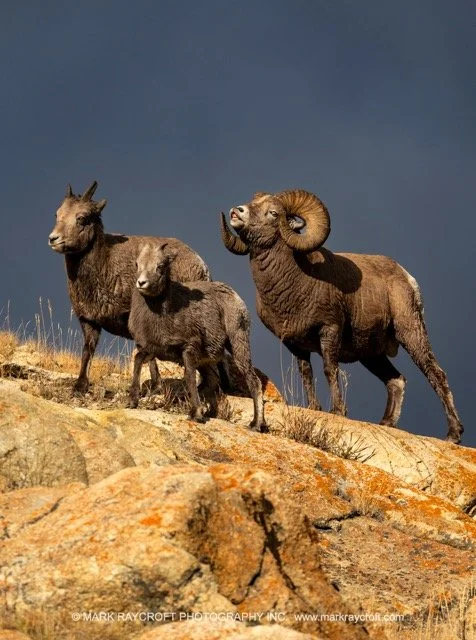 OC25682_Bighorn_Sheep_Mark_Raycroft Medium.jpeg