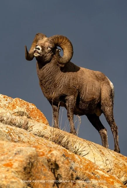 OC25692_Bighorn_Sheep_Mark_Raycroft Medium.jpeg