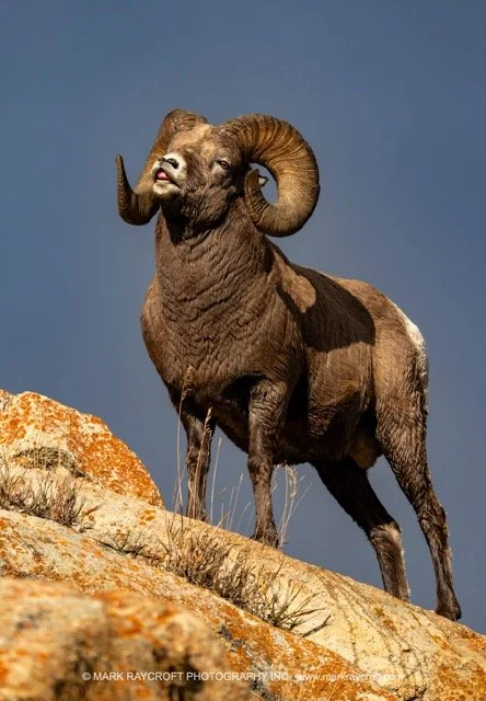 OC25702_Bighorn_Sheep_Mark_Raycroft Medium.jpeg