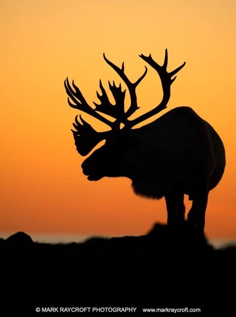 WC5154_Woodland_Caribou_Mark_Raycroft Medium.jpeg