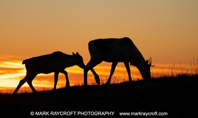 WC5231_Woodland_Caribou_Mark_Raycroft Medium.jpeg